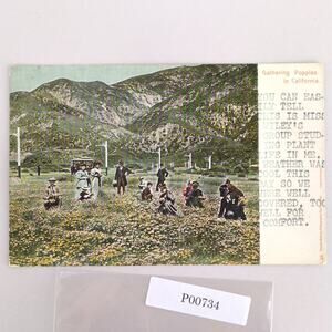 Gathering Poppies in California Early 1900s Postcard Typed Front Undivided Back